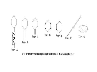 Bacteriophages  