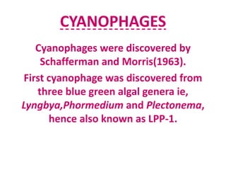CYANOPHAGES
Cyanophages were discovered by
Schafferman and Morris(1963).
First cyanophage was discovered from
three blue green algal genera ie,
Lyngbya,Phormedium and Plectonema,
hence also known as LPP-1.
 
