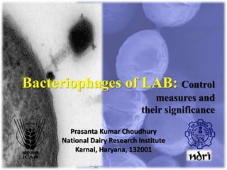 Bacteriophages of LAB: Control
measures and
their significance
Prasanta Kumar Choudhury
National Dairy Research Institute
Karnal, Haryana, 132001
 