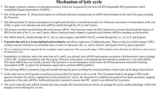 Mechanism of lytic cycle
• The phage λ genome contains two principal promoters which are recognized by the host cell DNA-dependent RNA polymerase which
immediately begins transcription of mRNA.
• One of the promoters PL directs transcription in a leftwards direction and generates an mRNA that terminates at the end of the gene encoding
the N protein.
• The other promoter PR directs transcription in a rightwards direction to encode the protein Cro. However, termination of transcription at the end
of the cro gene is not absolute and some mRNAs extend through the cII, O, and P genes.
• The proteins are then translated from the polycistronic mRNA. The N protein causes the RNA polymerase to transcribe through the regions of
DNA at the ends of the N, cro, and P genes, where it had previously stopped, to generate polycistronic mRNAs encoding several proteins.
• The mRNA from PL extends through the N, cIII, xis, and int genes, and mRNA from PR extends through the cro, cII, O, P, and Q genes.
• N protein thus acts as a transcriptional anti-terminator and allows expression of additional genes. These events occur before phage λ DNA
synthesis and are referred to as immediate early (N and cro) and early (cIII, xis, and int from PL, and Q gene from PR) gene expression.
• The Cro and Q proteins are important for the next phase of gene expression. This occurs after phage λ DNA synthesis and is therefore, by definition, a late event in
the replication cycle.
• Immediately on infection, and at the same time as PL and PR are utilized, host cell RNA polymerase recognizes a third promoter region in phage
λ DNA, PR ′, located immediately after the Q gene. However, transcription is terminated just downstream to synthesize a very short mRNA.
This short mRNA does not encode a protein. The Q protein is an anti-terminator which causes the RNA polymerase molecules initiating
transcription at PR ′ to ignore the termination signal and to continue mRNA synthesis.
• The resulting mRNA is extremely long and extends through the genes encoding the structural proteins which make up the phage head and tail.
• At the same time as the Q protein is exerting its activity then Cro protein is also at work. The Cro protein binds to the phage λ DNA at the
operator elements (OL and OR, respectively) of the promoters PL and PR. By doing this Cro inhibits transcription from these promoters, stopping
production of the early mRNAs. Sufficient Q protein is present to ensure that PR ′, which is not affected by Cro protein.
• The result is that the only mRNA found at late times encodes the structural proteins which can package the newly synthesized phage λ DNA into
progeny virions utilizing the cos site.
 