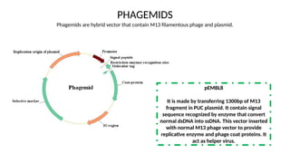 Ssdna Vector BACTERIOPHAGE VECTOR USED IN GENETIC ENGINEERING | PPTX
