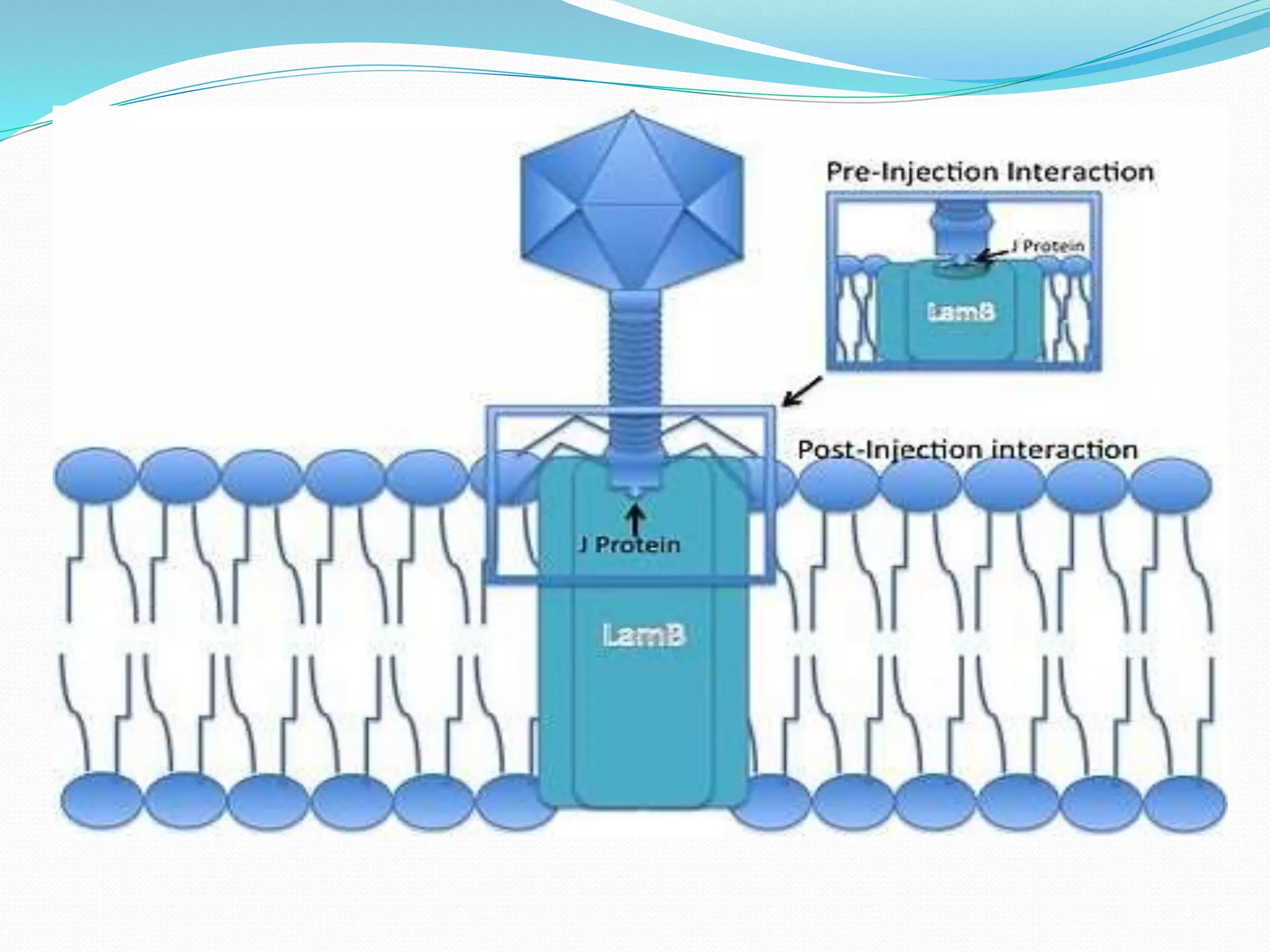 Bacteriophage T4 and Bacteriophage lambda | PPTX
