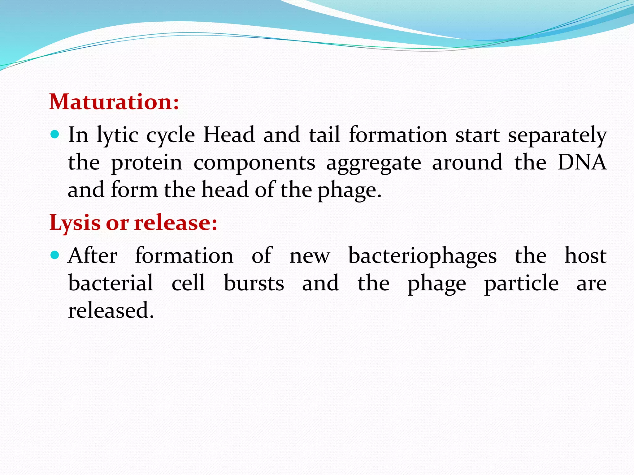 Bacteriophage T4 and Bacteriophage lambda | PPTX