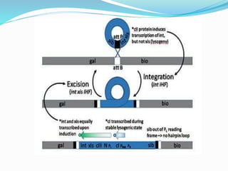 Bacteriophage T4 and Bacteriophage lambda | PPTX