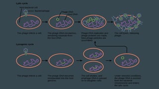 Bacteriophage vector | PPTX