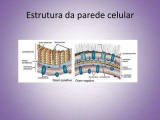 Estrutura da parede celular
 