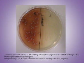 Aeromonas salmonicida colonies on TSA exhibiting diffusable brown pigment on the left half; on the right half is
the nonpigmented Enterobacter aerogenes.
Plate provided by J. Cox, A. Beuler, G. Cervenka and K. Grospe and image taken by M. Glogowski
 