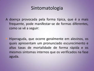 Sintomatologia

A doença provocada pela forma típica, que é a mais
  frequente, pode manifestar-se de formas diferentes,
  como se vê a seguir:

 Hiperaguda, que ocorre geralmente em alevinos, os
  quais apresentam um pronunciado escurecimento e
  altas taxas de mortalidade de forma rápida e os
  mesmos sintomas internos que os verificados na fase
  aguda.
 