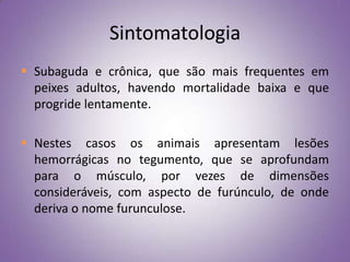 Sintomatologia
 Subaguda e crônica, que são mais frequentes em
  peixes adultos, havendo mortalidade baixa e que
  progride lentamente.

 Nestes casos os animais apresentam lesões
  hemorrágicas no tegumento, que se aprofundam
  para o músculo, por vezes de dimensões
  consideráveis, com aspecto de furúnculo, de onde
  deriva o nome furunculose.
 
