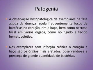 Patogenia
 A observação histopatológica de exemplares na fase
  aguda da doença revela frequentemente focos de
  bactérias no coração, rim e baço, bem como necrose
  focal em vários órgãos, como no fígado e tecido
  hematopoiético.

 Nos exemplares com infecção crônica o coração e
  baço são os órgãos mais afetados, observando-se a
  presença de grande quantidade de bactérias.
 