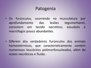 Patogenia
• Os furúnculos, ocorrendo na musculatura por
  aprofundamento     das   lesões tegumentares,
  consistem em tecido necrótico, exsudato e
  macrófagos pouco abundantes.

• Diferem dos verdadeiros furúnculos dos animais
  homeotérmicos, que caracteristicamente contém
  numerosos leucócitos polimorfonucleados, além de
  restos necróticos e fluido.
 