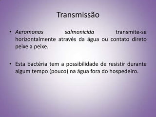 Transmissão
• Aeromonas          salmonicida       transmite-se
  horizontalmente através da água ou contato direto
  peixe a peixe.

• Esta bactéria tem a possibilidade de resistir durante
  algum tempo (pouco) na água fora do hospedeiro.
 