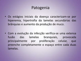 Patogenia
• Os estágios iniciais da doença caracterizam-se por
  hiperemia, hipertrofia da lamelas secundárias das
  brânquias e aumento da produção de muco.

• Com a evolução da infecção verifica-se uma extensa
  fusão    das  lamelas     branquiais,    provocada
  principalmente por proliferação celular, que
  preenche completamente o espaço entre cada duas
  lamelas.
 