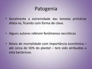 Patogenia
• Geralmente a extremidade das lamelas primárias
  dilata-se, ficando com forma de clava.

• Alguns autores referem fenômenos necróticos

• Níveis de mortalidade com importância econômica –
  até cerca de 50% do plantel – tem sido atribuídos a
  esta bacteriose.
 