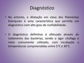 Diagnóstico
• No entanto, a dilatação em clava dos filamentos
  branquiais é uma característica que permite um
  diagnóstico com alto grau de confiabilidade.

• O diagnóstico definitivo é efetuado através do
  isolamento das bactérias, sendo o ágar citofaga o
  meio comumente utilizado, com incubação a
  temperaturas compreendidas entre 5°C e 30°C.
 
