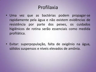 Profilaxia
• Uma vez que as bactérias podem propagar-se
  rapidamente pela água e não existem evidências de
  resistência por parte dos peixes, os cuidados
  higiênicos de rotina serão essenciais como medida
  profilática.

• Evitar: superpopulação, falta de oxigênio na água,
  sólidos suspensos e níveis elevados de amônia.
 