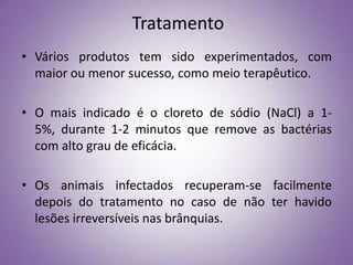 Tratamento
• Vários produtos tem sido experimentados, com
  maior ou menor sucesso, como meio terapêutico.

• O mais indicado é o cloreto de sódio (NaCl) a 1-
  5%, durante 1-2 minutos que remove as bactérias
  com alto grau de eficácia.

• Os animais infectados recuperam-se facilmente
  depois do tratamento no caso de não ter havido
  lesões irreversíveis nas brânquias.
 