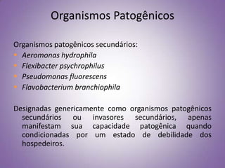 Organismos Patogênicos

Organismos patogênicos secundários:
 Aeromonas hydrophila
 Flexibacter psychrophilus
 Pseudomonas fluorescens
 Flavobacterium branchiophila

Designadas genericamente como organismos patogênicos
  secundários ou invasores secundários, apenas
  manifestam sua capacidade patogênica quando
  condicionadas por um estado de debilidade dos
  hospedeiros.
 