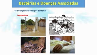 6) Doenças causadas por Bactérias
Leptospirose
Bactérias e Doenças Associadas
 