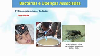 6) Doenças causadas por Bactérias
Febre Tifóide
Bactérias e Doenças Associadas
Mosca doméstica – uma
das principais veiculadoras
da febre tifóide.
 