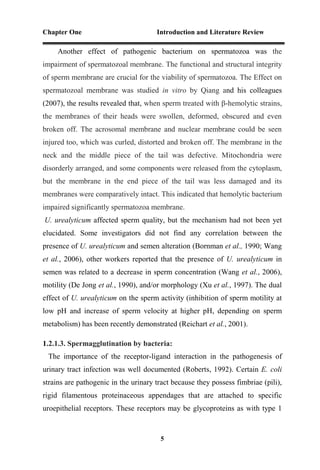 Chapter One Introduction and Literature Review
5
Another effect of pathogenic bacterium on spermatozoa was the
impairment of spermatozoal membrane. The functional and structural integrity
of sperm membrane are crucial for the viability of spermatozoa. The Effect on
spermatozoal membrane was studied in vitro by Qiang and his colleagues
(2007), the results revealed that, when sperm treated with β-hemolytic strains,
the membranes of their heads were swollen, deformed, obscured and even
broken off. The acrosomal membrane and nuclear membrane could be seen
injured too, which was curled, distorted and broken off. The membrane in the
neck and the middle piece of the tail was defective. Mitochondria were
disorderly arranged, and some components were released from the cytoplasm,
but the membrane in the end piece of the tail was less damaged and its
membranes were comparatively intact. This indicated that hemolytic bacterium
impaired significantly spermatozoa membrane.
U. urealyticum affected sperm quality, but the mechanism had not been yet
elucidated. Some investigators did not find any correlation between the
presence of U. urealyticum and semen alteration (Bornman et al., 1990; Wang
et al., 2006), other workers reported that the presence of U. urealyticum in
semen was related to a decrease in sperm concentration (Wang et al., 2006),
motility (De Jong et al., 1990), and/or morphology (Xu et al., 1997). The dual
effect of U. urealyticum on the sperm activity (inhibition of sperm motility at
low pH and increase of sperm velocity at higher pH, depending on sperm
metabolism) has been recently demonstrated (Reichart et al., 2001).
1.2.1.3. Spermagglutination by bacteria:
The importance of the receptor-ligand interaction in the pathogenesis of
urinary tract infection was well documented (Roberts, 1992). Certain E. coli
strains are pathogenic in the urinary tract because they possess fimbriae (pili),
rigid filamentous proteinaceous appendages that are attached to specific
uroepithelial receptors. These receptors may be glycoproteins as with type 1
 
