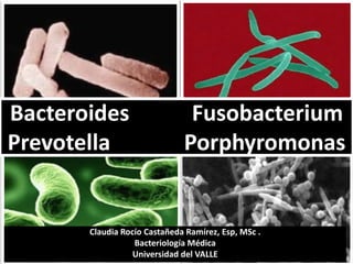 Bacteroides
Prevotella

Fusobacterium
Porphyromonas

Claudia Rocío Castañeda Ramírez, Esp, MSc .
Bacteriología Médica
Universidad del VALLE

 