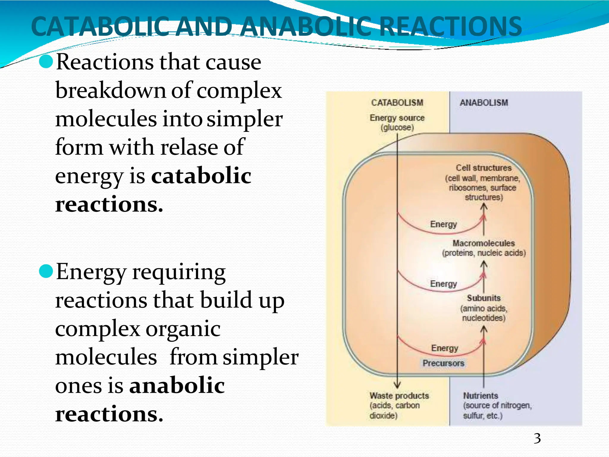 bactrerialmeeeeeeeeeeeeeeetabolism-.pptx