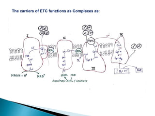 The carriers of ETC functions as Complexes as:
 