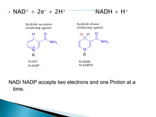  NAD+ + 2e- + 2H+ NADH + H+
NAD/ NADP accepts two electrons and one Proton at a
time.
 