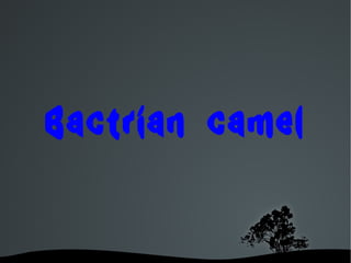 Bactrian camel 