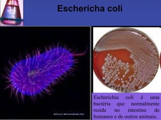 Eschericha coli Escherichia coli é uma bactéria que normalmente reside no intestino de humanos e de outros animais.  