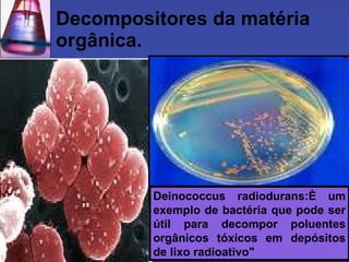 Decompositores da matéria orgânica. Deinococcus radiodurans:È um exemplo de bactéria que pode ser útil para decompor poluentes orgânicos tóxicos em depósitos de lixo radioativo"  