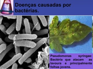 Doenças causadas por bactérias. Pseudomonas syringae: Bactéria que atacam  as lavoura e principalmente folhas jovens. 