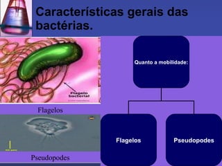 Características gerais das bactérias. Flagelos Pseudopodes Quanto a mobilidade: Flagelos Pseudopodes 