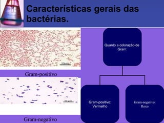 Características gerais das bactérias. Gram-positivo Gram-negativo Quanto a coloração de  Gram: Gram-positivo: Vermelho Gram-negativo: Roxo 