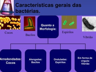 Características gerais das bactérias. Cocos Bacilos Espirilos Vibrião Quanto a  Morfologia: Arredondadas: Cocos Alongadas: Bacilos Onduladas: Espirilos Em forma de  virgula: Vibrião 