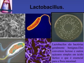 Lactobacillus. Lactobacilos são bactérias geralmente benignas.Eles convertem lactose e outros açúcares simples em ácido láctico o que é essencial para a flora intestinal. 