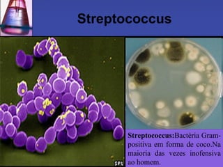 Streptococcus Streptococcus: Bactéria Gram-positiva em forma de coco.Na maioria das vezes inofensiva ao homem.  