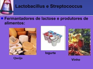 Lactobacillus e Streptococcus Fermantadores de lactose e produtores de alimentos: Queijo Iogurte Vinho 
