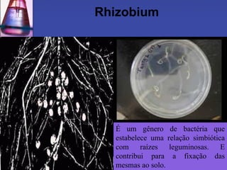 Rhizobium




  É um gênero de bactéria que
  estabelece uma relação simbiótica
  com raízes leguminosas. E
  contribui para a fixação das
  mesmas ao solo.
 