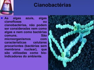 Cianobactérias

   As algas azuis, algas
    cianofíceas               ou
    cianobactérias, não podem
    ser consideradas nem como
    algas e nem como bactérias
    comuns.                 São
    microorganismos         com
    características    celulares
    procariontes (bactérias sem
    membrana nuclear), que
    são utilizadas como bio-
    indicadores do ambiente.
 
