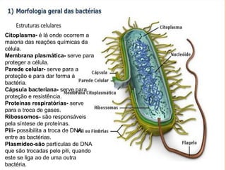 Estrutura celular
Citoplasma- é lá onde ocorrem a
maioria das reações químicas da
célula.
Membrana plasmática- serve para
proteger a célula.
Parede celular- serve para a
proteção e para dar forma à
bactéria.
Cápsula bacteriana- serve para
proteção e resistência.
Proteínas respiratórias- serve
para a troca de gases.
Ribossomos- são responsáveis
pela síntese de proteínas.
Pili- possibilita a troca de DNA
entre as bactérias.
Plasmídeo-são partículas de DNA
que são trocadas pelo pili, quando
este se liga ao de uma outra
bactéria.
 