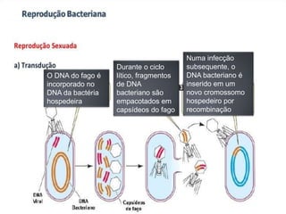 O DNA do fago é
incorporado no
DNA da bactéria
hospedeira
Durante o ciclo
lítico, fragmentos
de DNA
bacteriano são
empacotados em
capsídeos do fago
Numa infecção
subsequente, o
DNA bacteriano é
inserido em um
novo cromossomo
hospedeiro por
recombinação
 
