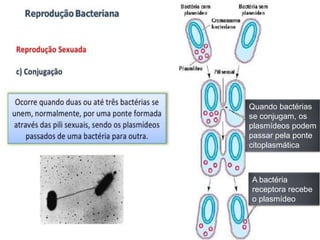 Quando bactérias
se conjugam, os
plasmídeos podem
passar pela ponte
citoplasmática
A bactéria
receptora recebe
o plasmídeo
 