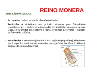 Bactérias | PPT