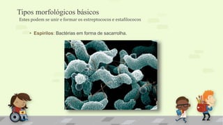 Tipos morfológicos básicos
• Espirilos: Bactérias em forma de sacarrolha.
Estes podem se unir e formar os estreptococos e estafilococos
 