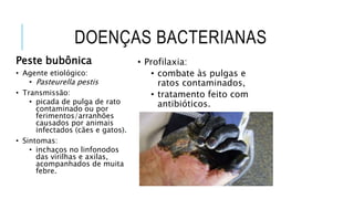 Peste bubônica
• Agente etiológico:
• Pasteurella pestis
• Transmissão:
• picada de pulga de rato
contaminado ou por
ferimentos/arranhões
causados por animais
infectados (cães e gatos).
• Sintomas:
• inchaços no linfonodos
das virilhas e axilas,
acompanhados de muita
febre.
• Profilaxia:
• combate às pulgas e
ratos contaminados,
• tratamento feito com
antibióticos.
DOENÇAS BACTERIANAS
 