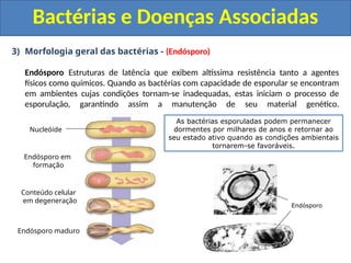 3) Morfologia geral das bactérias - (Endósporo)
Endósporo Estruturas de latência que exibem altíssima resistência tanto a agentes
físicos como químicos. Quando as bactérias com capacidade de esporular se encontram
em ambientes cujas condições tornam-se inadequadas, estas iniciam o processo de
esporulação, garantindo assim a manutenção de seu material genético.
Bactérias e Doenças Associadas
Nucleóide
Endósporo em
formação
Conteúdo celular
em degeneração
Endósporo maduro
As bactérias esporuladas podem permanecer
dormentes por milhares de anos e retornar ao
seu estado ativo quando as condições ambientais
tornarem-se favoráveis.
Endósporo
 