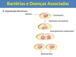 5) Reprodução Bacteriana
Bactérias e Doenças Associadas
Bactérias-filhas
Estrangulamento citoplasmático
Duplicação cromossônica
Cromossomo
Bactéria
 