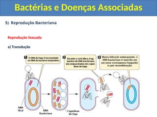 5) Reprodução Bacteriana
Bactérias e Doenças Associadas
Reprodução Sexuada
a) Transdução
 